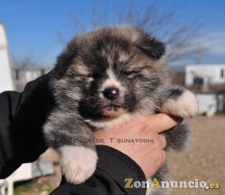 AKITAS DE LA SENDA DE T'SUNAYOSHI